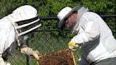 For the bees: Local couple cares for beehives at Bedford Garden Park apiary