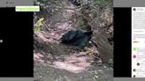 Woman finds dead black bear in trash bag while on hike