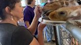 Giraffe lovers welcome to attend zoo visit, presentation with zoologist in Colorado Springs