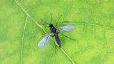 A guide how to get rid of tiny black flies and what causes them