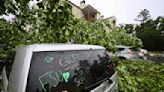 Two Tornadoes Down Trees on Homes, Kill One Person in Tallahassee