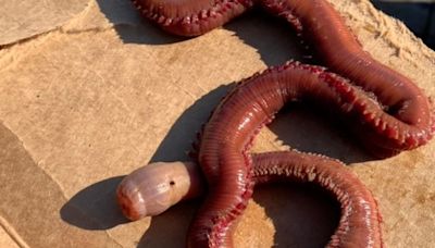 Whale Watchers Encounter Creepy 'Blood Worm' In California