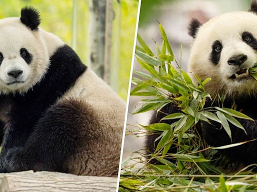 EXCLUSIVE: 2 new giant pandas are coming to the Smithsonian’s National Zoo from China