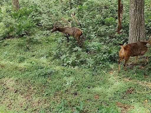 Sambar deer from Coimbatore’s closed VOC Park Zoo released into the wild