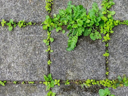 The £2.49 buy that'll kill weeds in your gravel path or driveway for good