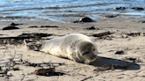 Rescue to release: Stranded harp seal returns to wild after recovery in Maine