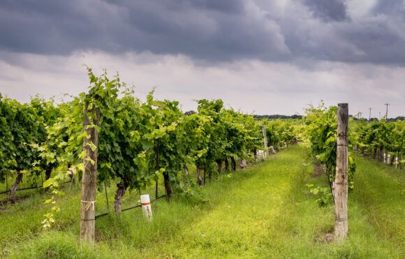 Oregon Wineries and Vineyards Seek $100M from PacifiCorp for Wildfire Smoke Damage