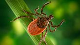 Ticks Carry More Diseases Than Just Lyme. Here's What You Need to Know