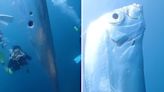 Diver records the eerie moment they come face-to-face with a massive ‘doomsday fish’: ‘There is no scientific evidence … ‘