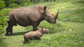 Bebé rinoceronte crece y socializa con su manada en zoológico de Cuba