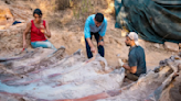 Skeleton of 82-foot-long dinosaur found in man's backyard in Portugal