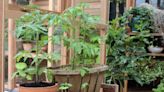 Are you tapping your tomato plant? Because you really should be according to experts