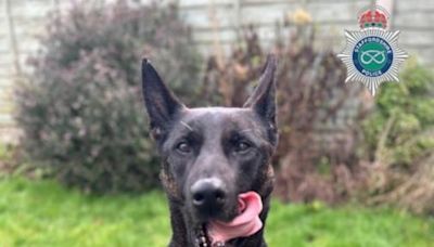 Staffordshire Police dog helps in search for and arrest of suspected car thieves