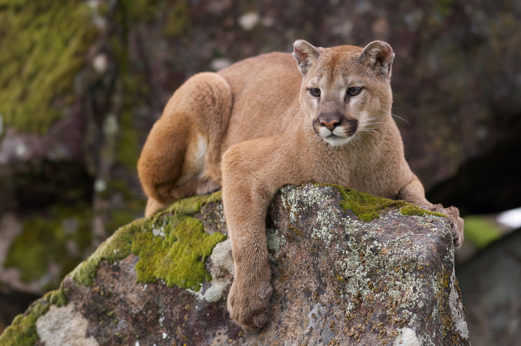 Why did authorities kill Malibu puma who attacked a boy? 'We don't have mountain lion jail'