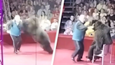 Bear attacks trainer in front of circus audience after being forcefully made to perform