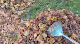Should I rake my leaves this fall? Experts say that's not always a good idea. Here's why.