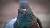 Abandoned Pigeon Finds Forever Home After Refusing to Leave Maryland Shelter