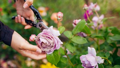 How to Prune Roses So They Keep Growing Beautifully