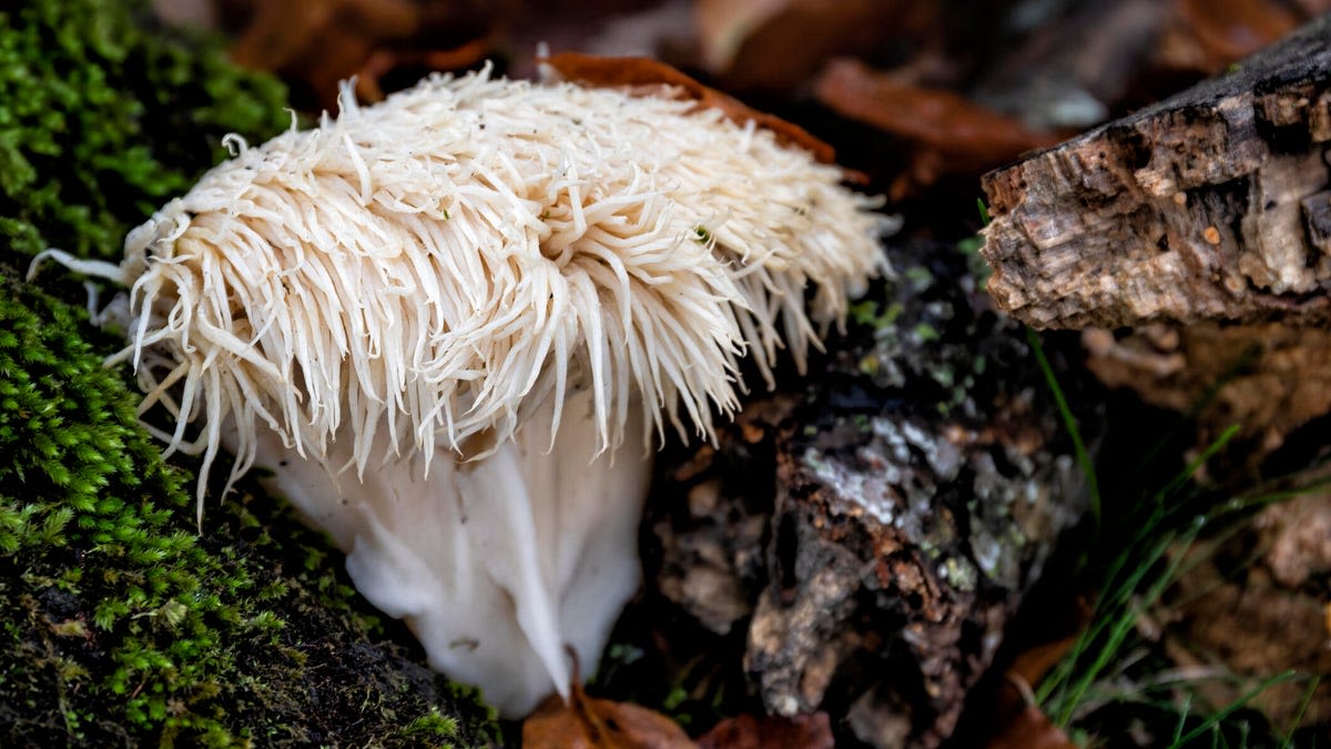 Should You Be Taking Lion's Mane Mushrooms for Your Health?