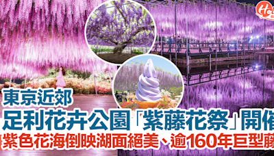 【日本紫藤花2024】東京近郊足利花卉公園紫藤花祭開催！紫色花海倒映湖面絕美、逾160年巨型藤樹！ | HolidaySmart 假期日常