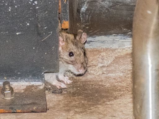 Can New York City Ever Win Its War Against Rats?