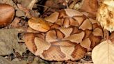 Researchers forecast mass spread of venomous snakes in coming years: 'Major concern that they will bite more people'