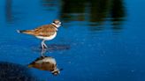 This bird is nesting in the middle of a SC business’ parking lot but can’t be moved. Here’s why