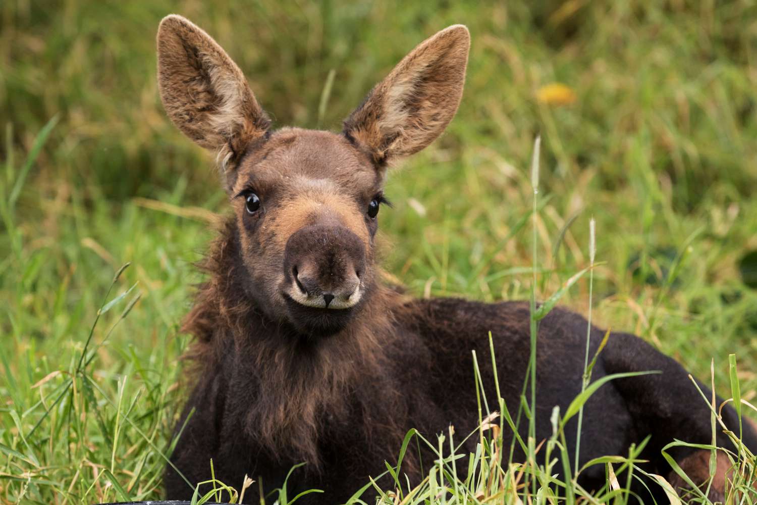 Baby Moose Stuck in Alaska Lake Rescued from 'Sure Demise' by Quick-Thinking Animal Lovers