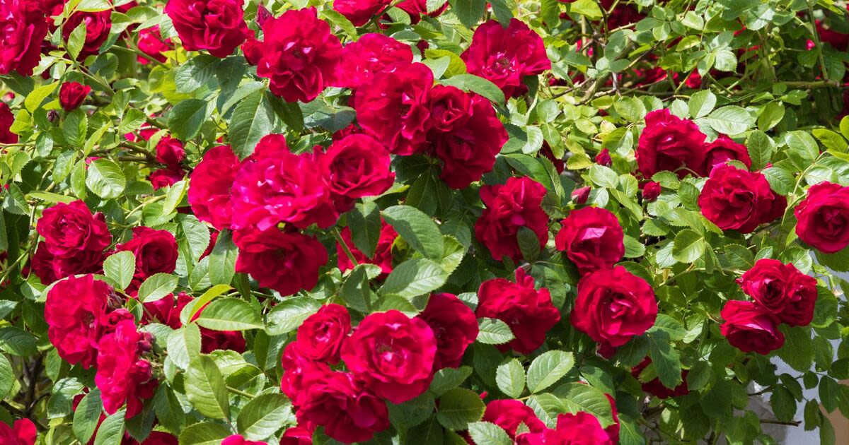Monty Don claims roses flower more and longer with 1 job that must be done daily