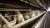 Is heat wave helping spread of bird flu?