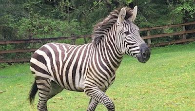 Former rodeo clown helps wrangle loose zebras in Washington