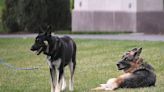 FDR's German Shepherd, Major, Had A History Of 'Biting Incidents,' Too