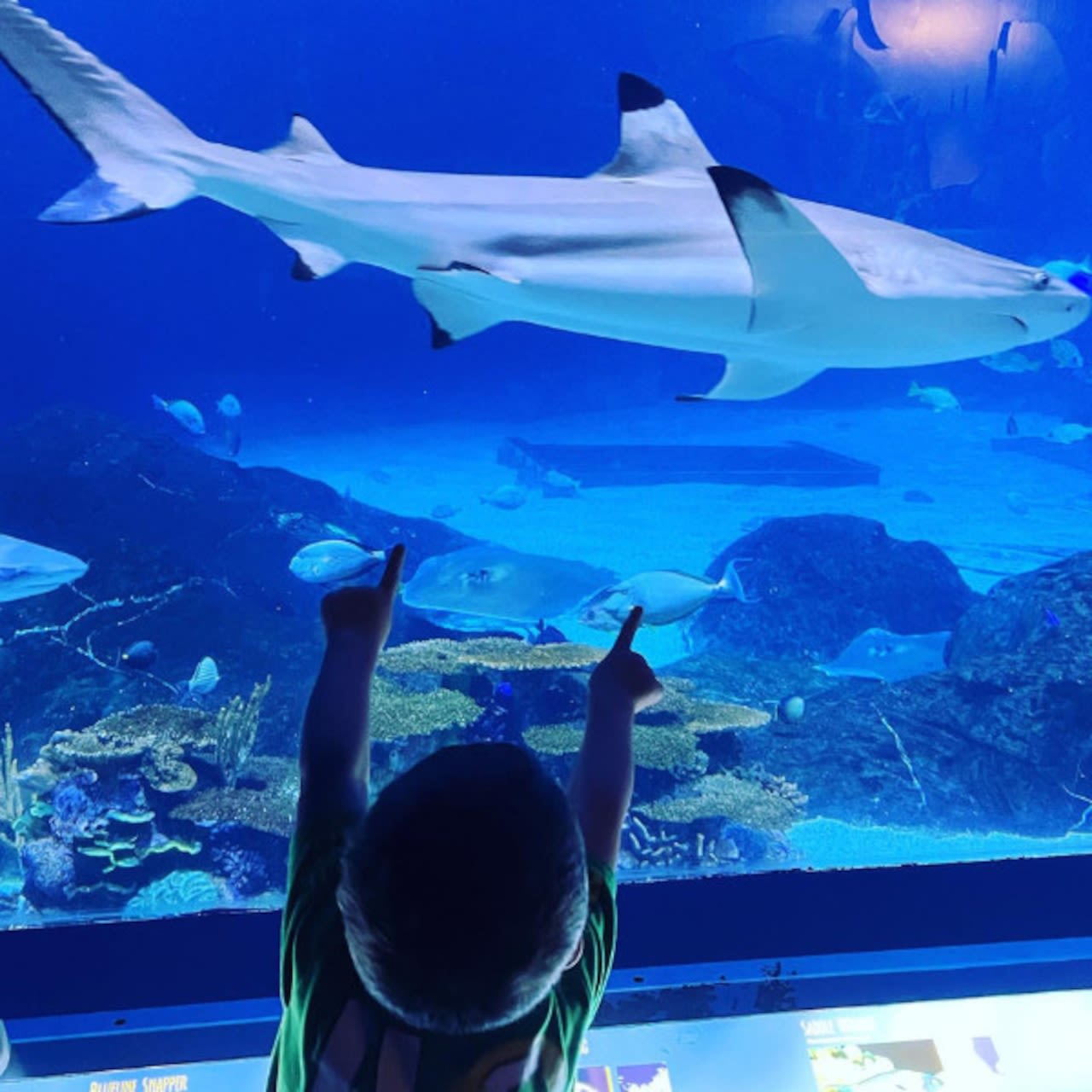 Adventure Aquarium to host Shark Summer July 15 to Aug. 18