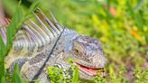 Las iguanas pueden caer en ‘estado de letargo’ si hace mucho frío. Advierten de posibles ataques