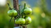 Tomato growing mistakes to avoid this summer or risk total crop loss