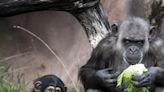 瑞典動物園明星黑猩猩逃脫 園方開槍擊斃3隻引發眾怒
