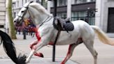 Trooping the Colour features three horses that bolted through London