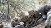 Cheetah Project: Kuno Officials Overcome 5 Challenges During Summer Season