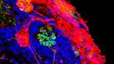 混種大腦？｜小鼠胚胎植入大鼠幹細胞 有助恢復嗅覺