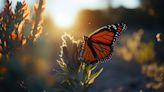 Científicos descubren nueva fuente de energía en las alas de las mariposas