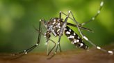 El Ayuntamiento de Valencia suelta 1,3 millones de mosquitos tigre en la ciudad