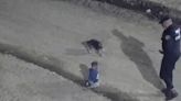 Vídeo: bebê escapa de casa engatinhando com cachorro, na Argentina