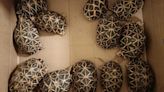 Air passenger arrested for smuggling 138 star tortoises