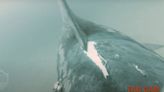 First-Ever Footage of Basking Shark Hit by Boat Caught on Camera