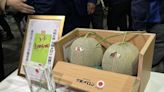 夕張蜜瓜首場競拍 最高成交價300萬日圓
