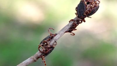 La garrapata ‘Hyalomma Lusitanicum’ se expande en Barcelona y Tarragona, pero un estudio descarta que transmitan enfermedades