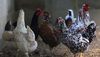 Brazil chicken exporters enjoy less US competition, strong Mideast demand