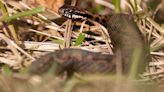 Mum and daughter fight for lives after walking into adder nest at beauty spot