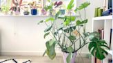 Houseplants taking over? Here's how to repot a Swiss cheese plant