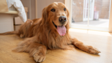 List of Things Golden Retriever Has Eaten and Survived Is Mind-Blowing